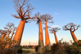 Loài cây 'khổng lồ' cao 30m, sống thọ tới 3.000 năm