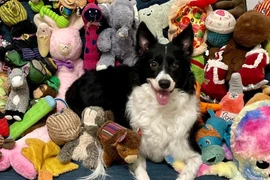 Chó thông minh học từ mới nhờ 'nghe trộm' cuộc trò chuyện của chủ