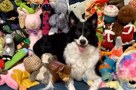 Chó thông minh học từ mới nhờ 'nghe trộm' cuộc trò chuyện của chủ