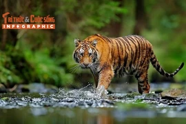 [INFOGRAPHIC] Những loài hổ quý hiếm nổi tiếng thế giới