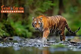 [INFOGRAPHIC] Những loài hổ quý hiếm nổi tiếng thế giới