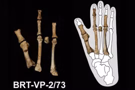 'Nội soi' hóa thạch bàn chân, phát hiện bí mật họ hàng của con người