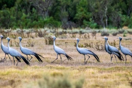 Sếu xanh ở Nam Phi sắp tuyệt chủng vì lý do đau lòng