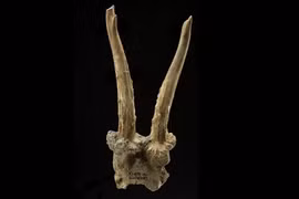 Sự thật giật mình về mũ đội đầu làm từ sọ hươu 7.500 năm tuổi