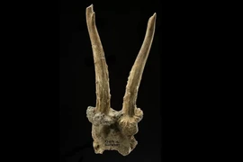 Sự thật giật mình về mũ đội đầu làm từ sọ hươu 7.500 năm tuổi