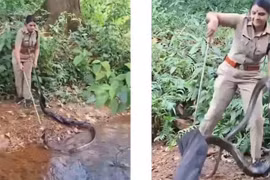 Rùng mình cảnh sĩ quan Ấn Độ tay không giải cứu rắn khổng lồ