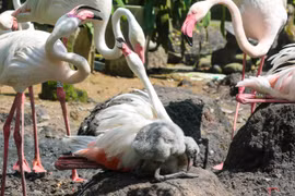 Hồng hạc con chào đời tại Thảo Cầm viên, kỳ tích sau 20 năm