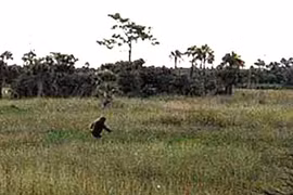 Nhiều năm săn quái vật Everglades, người đàn ông Florida gây chú ý