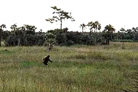 Nhiều năm săn quái vật Everglades, người đàn ông Florida gây chú ý