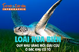 [INFOGRAPHIC] Rùa biển quý hơn vàng được giải cứu ở Cô Tô