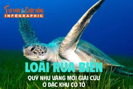[INFOGRAPHIC] Rùa biển quý hơn vàng được giải cứu ở Cô Tô
