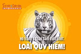 [INFOGRAPHIC] Hổ trắng ở Thảo Cầm Viên chết: Loài quý hiếm!