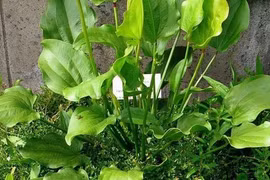 Mệnh Thủy trồng 1 trong 5 cây này phát tài như có bùa may