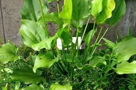 Mệnh Thủy trồng 1 trong 5 cây này phát tài như có bùa may