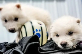 Kỳ tích hồi sinh 3 con sói trắng sau 12.500 năm biến mất