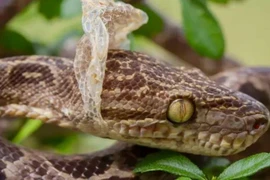 Rắn lột da để làm gì, sự thật khoa học gây kinh ngạc bất ngờ