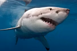 Australia đóng cửa một số bãi biển do lo sợ cá mập tấn công