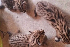 3 cá thể mèo rừng được giao nộp ở Tây Ninh quý hiếm cỡ nào?