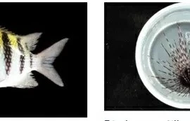 Hơn 100 loài sinh vật mới được phát hiện trong cuộc thám hiểm tại Pháp