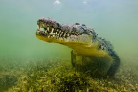 Phân tích ADN loài cá sấu đã tuyệt chủng, lộ bí mật gây sốc