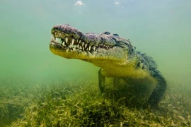 Phân tích ADN loài cá sấu đã tuyệt chủng, lộ bí mật gây sốc