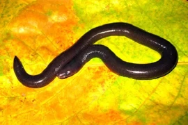 Xôn xao loài ếch giun không chân, mình rắn ở Quảng Bình