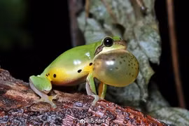 Loài động vật tuyệt tích hơn 30 năm bỗng tái xuất thần kỳ