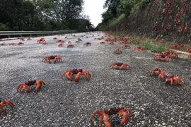 Cuộc di cư đặc sắc của hàng chục triệu con cua đỏ