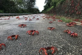 Cuộc di cư đặc sắc của hàng chục triệu con cua đỏ