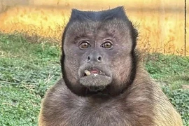 Cái chết bất ngờ của khỉ mặt vuông ở Trung Quốc