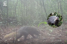 Bẫy ảnh phát hiện loài động vật đặc biệt ở Vườn Quốc gia Chư Yang Sin