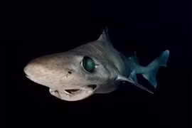 'Vàng lỏng' của cá mập giá trị thế nào khiến bị săn bắt quá mức?