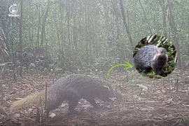 Bẫy ảnh phát hiện loài động vật đặc biệt ở Vườn Quốc gia Chư Yang Sin