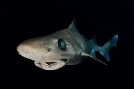 'Vàng lỏng' của cá mập giá trị thế nào khiến bị săn bắt quá mức?