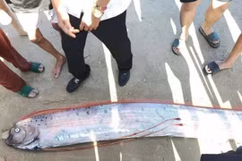 Cá mái chèo dạt vào bờ biển Lâm Đồng, loài 'bí ẩn của đại dương'... hiếm thấy