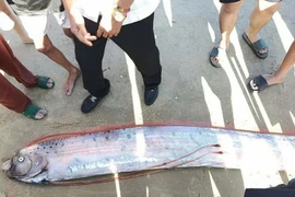 Cá mái chèo dạt vào bờ biển Lâm Đồng, loài 'bí ẩn của đại dương'... hiếm thấy