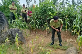 Xôn xao hổ xuất hiện ở Phú Thọ, chính quyền cảnh báo sao?