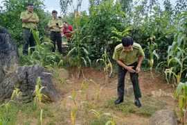 Xôn xao hổ xuất hiện ở Phú Thọ, chính quyền cảnh báo sao?