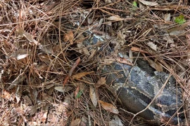 Khó tin mèo rừng Florida "xử đẹp" trăn Miến Điện dài 4m