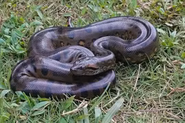 Trăn Anaconda giữ nguyên kích thước khổng lồ suốt 12 triệu năm