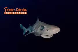 [INFOGRAPHIC] Loài cá mập thời tiền sử trên bờ vực tuyệt chủng