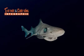 [INFOGRAPHIC] Loài cá mập thời tiền sử trên bờ vực tuyệt chủng