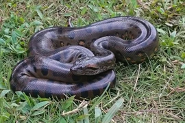 Trăn Anaconda giữ nguyên kích thước khổng lồ suốt 12 triệu năm