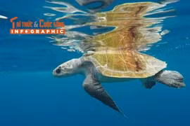 [INFOGRAPHIC] Đồi mồi dứa quý hiếm mắc lưới ngư dân Đà Nẵng