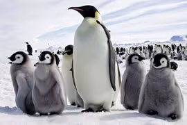 Sốc: Chim cánh cụt hoàng đế có thể tuyệt chủng năm 2100