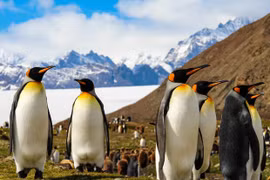 Chim cánh cụt có gì khiến cả thế giới phải mê mẩn?