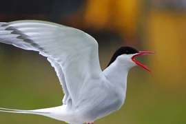 Nhạn biển có thể phá hỏng cuộc cách mạng hạt nhân mini của Anh?