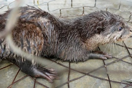 Thả lừ bắt cá, phát hiện rái cá quý hiếm trong Sách Đỏ Việt Nam