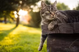 Đột phá về AI giúp con người nói chuyện được với mèo