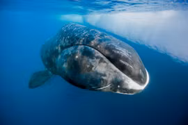 Cá voi đầu cong thọ hơn 200 năm nhờ cơ chế đặc biệt